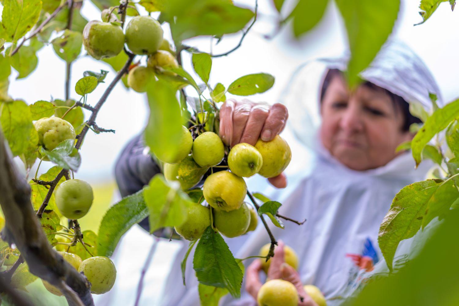 A Oizé, dans le Sarthe, des agriculteurs solidaires autorisent le glanage par les personnes aidées par le Secours populaire. Le monde rural souffre mais reste solidaire.