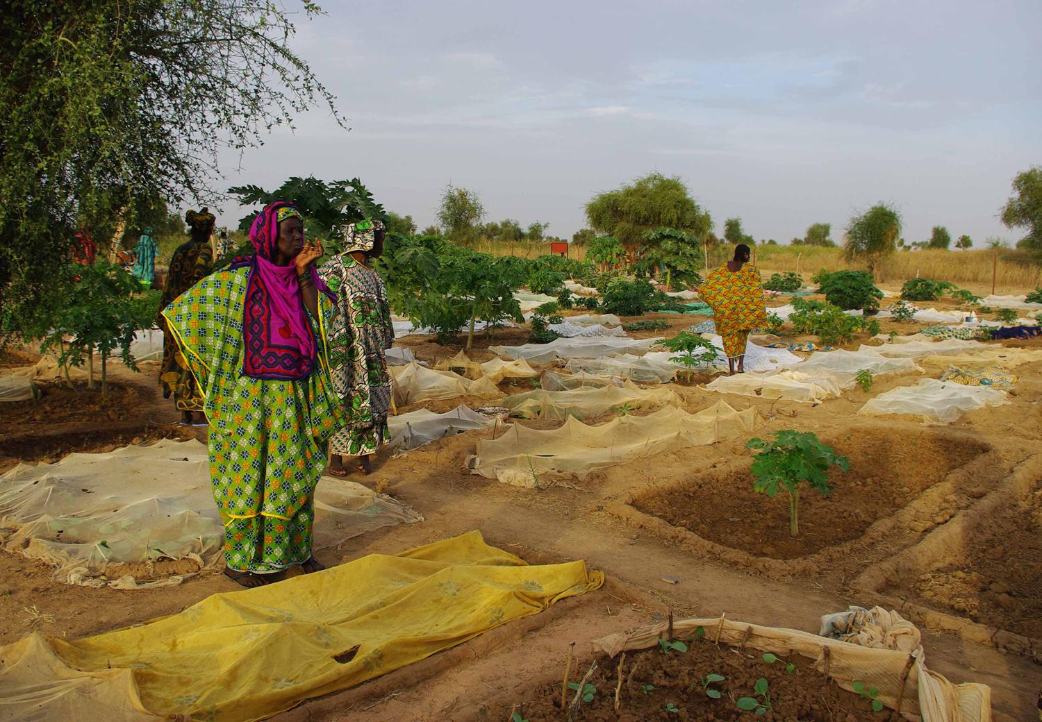 Pérmimètres maraichers, Mali.