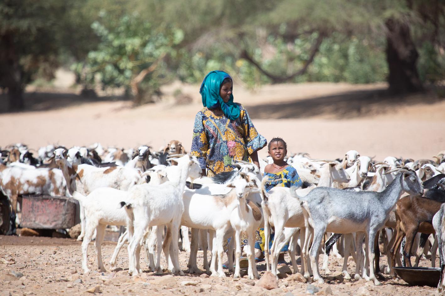 Une éleveuse, soutenue par l'association HED-Tamat, auprès de son troupeau - Dagaba, Niger, Novembre 2021
Niger : HED-Tamat, un arbre dans le désert