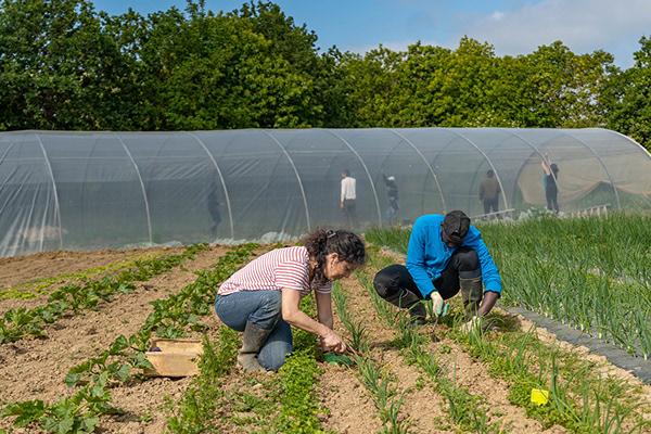 Les 3 "jardins solidaires" apportent aux libres-services alimentaires du Secours populaire des fruits et légumes, bio, locaux, anti-inflation. Ils sont cultivés par des demandeurs d'asile et des personnes confrontées à la pauvreté et la précarité.